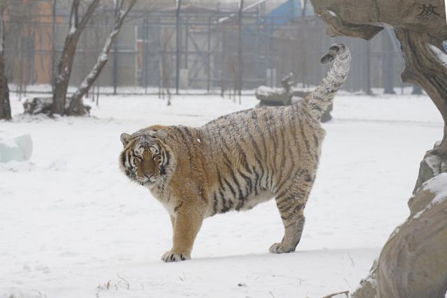 (260112) -- HARBIN, Jan. 12, 2026 (Xinhua) -- This photo taken on Jan. 12, 2026 shows a tiger at the snow-covered Siberian Tiger Park in Harbin, northeast China's Heilongjiang Province. Harbin saw snowfall recently, which added a touch of winter charm to its Siberian Tiger Park. (Xinhua/Wang Zuo)