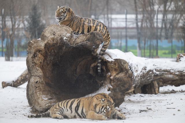 (260112) -- HARBIN, Jan. 12, 2026 (Xinhua) -- This photo taken on Jan. 12, 2026 shows tigers at the snow-covered Siberian Tiger Park in Harbin, northeast China's Heilongjiang Province. Harbin saw snowfall recently, which added a touch of winter charm to its Siberian Tiger Park. (Xinhua/Zhang Tao)