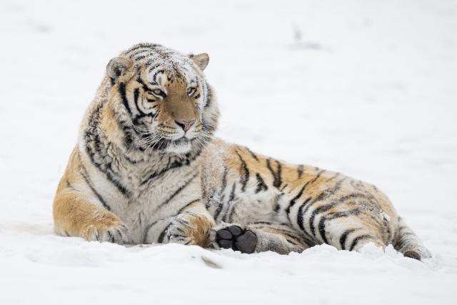 (260112) -- HARBIN, Jan. 12, 2026 (Xinhua) -- This photo taken on Jan. 12, 2026 shows a tiger at the snow-covered Siberian Tiger Park in Harbin, northeast China's Heilongjiang Province. Harbin saw snowfall recently, which added a touch of winter charm to its Siberian Tiger Park. (Xinhua/Zhang Tao)