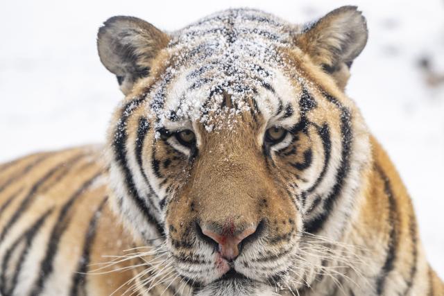 (260112) -- HARBIN, Jan. 12, 2026 (Xinhua) -- This photo taken on Jan. 12, 2026 shows a tiger at the snow-covered Siberian Tiger Park in Harbin, northeast China's Heilongjiang Province. Harbin saw snowfall recently, which added a touch of winter charm to its Siberian Tiger Park. (Xinhua/Zhang Tao)