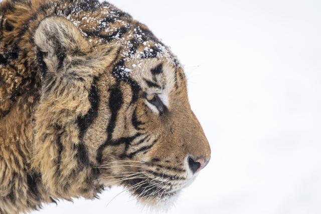 (260112) -- HARBIN, Jan. 12, 2026 (Xinhua) -- This photo taken on Jan. 12, 2026 shows a tiger at the snow-covered Siberian Tiger Park in Harbin, northeast China's Heilongjiang Province. Harbin saw snowfall recently, which added a touch of winter charm to its Siberian Tiger Park. (Xinhua/Zhang Tao)