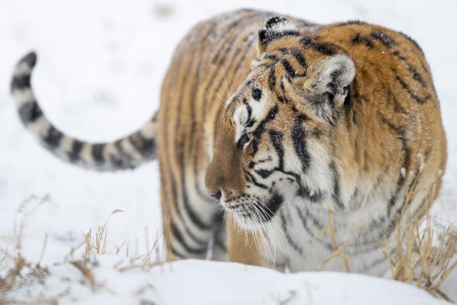(260112) -- HARBIN, Jan. 12, 2026 (Xinhua) -- This photo taken on Jan. 12, 2026 shows a tiger at the snow-covered Siberian Tiger Park in Harbin, northeast China's Heilongjiang Province. Harbin saw snowfall recently, which added a touch of winter charm to its Siberian Tiger Park. (Xinhua/Zhang Tao)