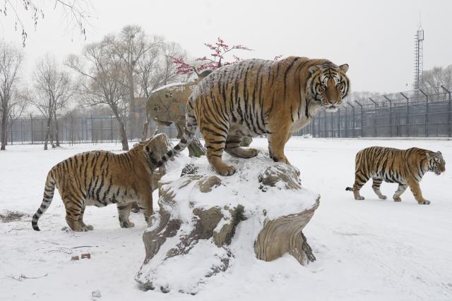 (260112) -- HARBIN, Jan. 12, 2026 (Xinhua) -- This photo taken on Jan. 12, 2026 shows tigers at the snow-covered Siberian Tiger Park in Harbin, northeast China's Heilongjiang Province. Harbin saw snowfall recently, which added a touch of winter charm to its Siberian Tiger Park. (Xinhua/Wang Zuo)