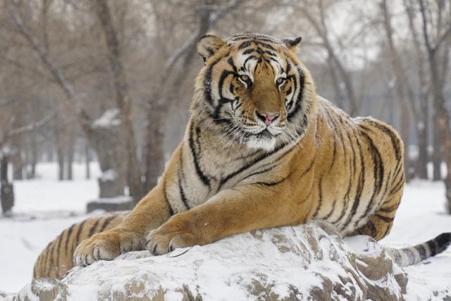 (260112) -- HARBIN, Jan. 12, 2026 (Xinhua) -- This photo taken on Jan. 12, 2026 shows a tiger at the snow-covered Siberian Tiger Park in Harbin, northeast China's Heilongjiang Province. Harbin saw snowfall recently, which added a touch of winter charm to its Siberian Tiger Park. (Xinhua/Wang Zuo)
