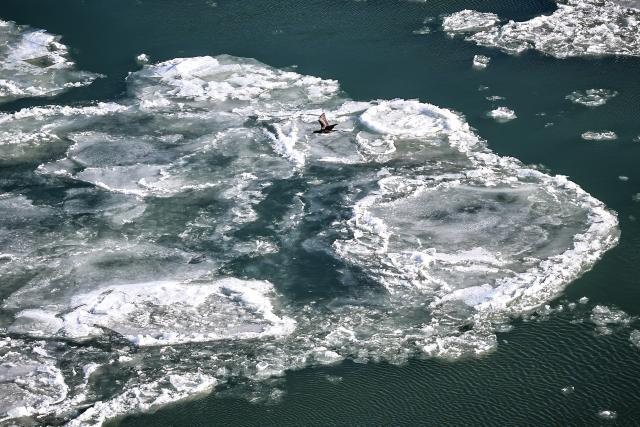 (260112) -- BUDAPEST, Jan. 12, 2026 (Xinhua) -- A bird flies over the ice floes drifting on the Danube River in Budapest, Hungary, on Jan. 12, 2026. (Photo by David Balogh/Xinhua)