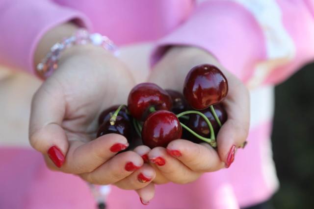 (260113) -- CHENGDU, Jan. 13, 2026 (Xinhua) -- This photo taken on Nov. 10, 2025 shows a trader presenting freshly harvested cherries at a production zone of Curico, Chile. TO GO WITH "Economic Watch: How Chile's cherries learn to ignore Chinese Lunar New Year" (Photo by Lu Ruixiang/Xinhua)