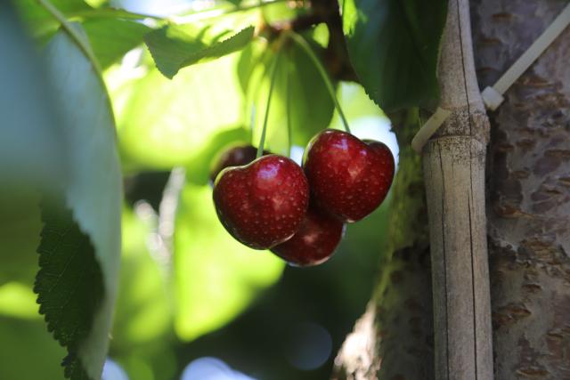 (260113) -- CHENGDU, Jan. 13, 2026 (Xinhua) -- This photo taken on Nov. 10, 2025 shows cherries ready for harvest seen at a production zone of Curico, Chile. TO GO WITH "Economic Watch: How Chile's cherries learn to ignore Chinese Lunar New Year" (Photo by Lu Ruixiang/Xinhua)