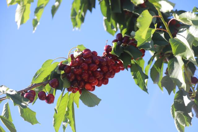 (260113) -- CHENGDU, Jan. 13, 2026 (Xinhua) -- This photo taken on Nov. 10, 2025 shows cherries ready for harvest seen at a production zone of Curico, Chile. TO GO WITH "Economic Watch: How Chile's cherries learn to ignore Chinese Lunar New Year" (Photo by Lu Ruixiang/Xinhua)