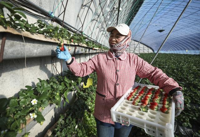 (260113) -- DONGGANG, Jan. 13, 2026 (Xinhua) -- A farmer works at a strawberry greenhouse in Donggang City of northeast China's Liaoning Province, Jan. 11, 2026. As China's largest strawberry production and export base, Donggang boasts a stable strawberry planting area of approximately 200,000 mu (about 13,333 hectares). More than 100,000 farming households in the city are engaged in strawberry cultivation.
   Local authorities have been investing heavily in talent development, brand building, and financing support to further upgrade strawberry-based economy here. (Xinhua/Pan Yulong)