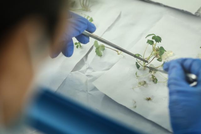 (260113) -- DONGGANG, Jan. 13, 2026 (Xinhua) -- A staff member works at a breeding facility of a strawberry research institute in Donggang City of northeast China's Liaoning Province, Jan. 12, 2026. As China's largest strawberry production and export base, Donggang boasts a stable strawberry planting area of approximately 200,000 mu (about 13,333 hectares). More than 100,000 farming households in the city are engaged in strawberry cultivation.
   Local authorities have been investing heavily in talent development, brand building, and financing support to further upgrade strawberry-based economy here. (Xinhua/Pan Yulong)