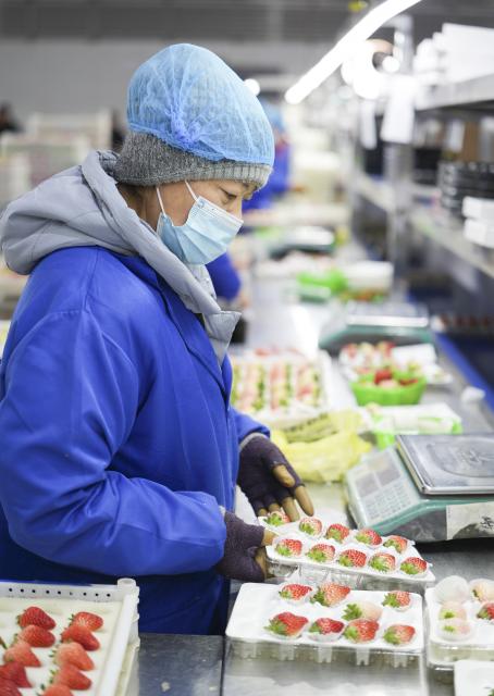 (260113) -- DONGGANG, Jan. 13, 2026 (Xinhua) -- A staff member works at a strawberry processing center in Donggang City of northeast China's Liaoning Province, Jan. 11, 2026. As China's largest strawberry production and export base, Donggang boasts a stable strawberry planting area of approximately 200,000 mu (about 13,333 hectares). More than 100,000 farming households in the city are engaged in strawberry cultivation.
   Local authorities have been investing heavily in talent development, brand building, and financing support to further upgrade strawberry-based economy here. (Xinhua/Li Gang)