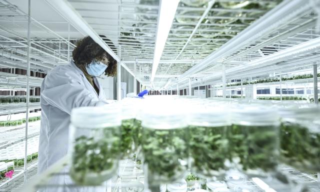 (260113) -- DONGGANG, Jan. 13, 2026 (Xinhua) -- A staff member works at a breeding facility of a strawberry research institute in Donggang City of northeast China's Liaoning Province, Jan. 12, 2026. As China's largest strawberry production and export base, Donggang boasts a stable strawberry planting area of approximately 200,000 mu (about 13,333 hectares). More than 100,000 farming households in the city are engaged in strawberry cultivation.
   Local authorities have been investing heavily in talent development, brand building, and financing support to further upgrade strawberry-based economy here. (Xinhua/Pan Yulong)