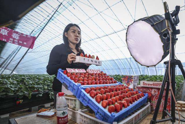 (260113) -- DONGGANG, Jan. 13, 2026 (Xinhua) -- A farmer promotes strawberries via livestreaming at a strawberry greenhouse in Donggang City of northeast China's Liaoning Province, Jan. 12, 2026. As China's largest strawberry production and export base, Donggang boasts a stable strawberry planting area of approximately 200,000 mu (about 13,333 hectares). More than 100,000 farming households in the city are engaged in strawberry cultivation.
   Local authorities have been investing heavily in talent development, brand building, and financing support to further upgrade strawberry-based economy here. (Xinhua/Pan Yulong)
