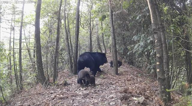 (260114) -- HANGZHOU, Jan. 14, 2026 (Xinhua) -- This file photo taken in August of 2023 shows the footage caught by an infrared camera shows a mother black bear with two cubs searching for food in Qianjiangyuan, at the juncture of Zhejiang, Anhui and Jiangxi provinces, east China. TO GO WITH "Across China: Smart tech empowers guardians of east China's biodiversity hotspot" (Xinhua)