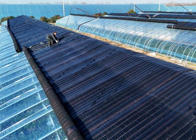 (260114) -- BEIJING, Jan. 14, 2026 (Xinhua) -- A drone photo taken on Jan. 7, 2026 shows a worker covering greenhouses with films to keep them warm at a vegetable planting base in Lidian Town, Nanyang City of central China's Henan Province.
  China enters its coldest season in the eleventh month of the Chinese lunar calendar. 
  Urbanization and modern agriculture have weakened the impact of solar terms on daily life, but cultural and dietary habits have been passed down from generation to generation. (Photo by Gao Song/Xinhua)