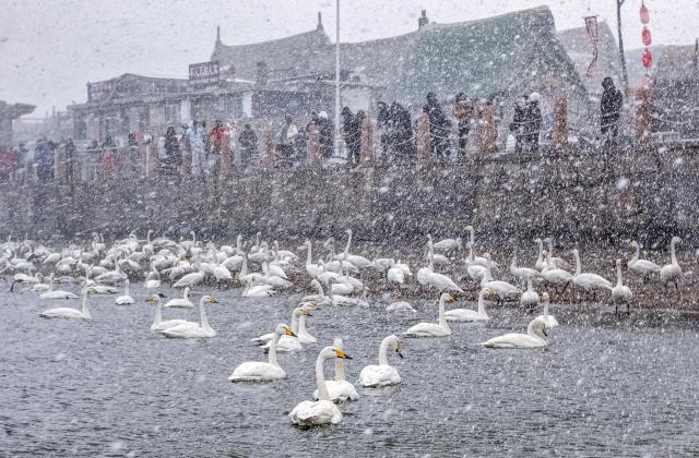 (260114) -- BEIJING, Jan. 14, 2026 (Xinhua) -- A drone photo taken on Jan. 10, 2026 shows visitors watching whooper swans in snowfall in Yandunjiao Village, Rongcheng City of east China's Shandong Province.
  China enters its coldest season in the eleventh month of the Chinese lunar calendar. 
  Urbanization and modern agriculture have weakened the impact of solar terms on daily life, but cultural and dietary habits have been passed down from generation to generation. (Photo by Li Xinjun/Xinhua)