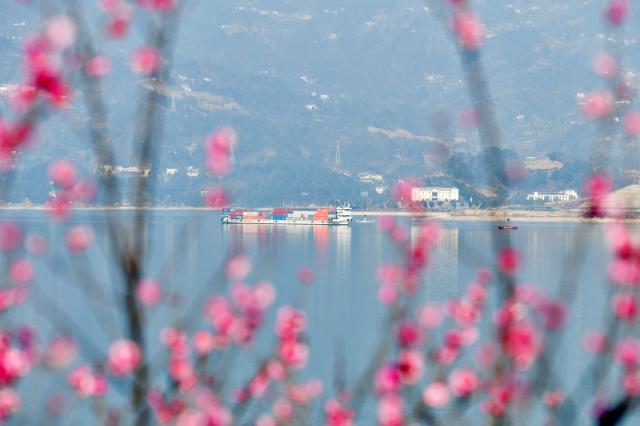 (260114) -- BEIJING, Jan. 14, 2026 (Xinhua) -- This photo taken on Jan. 11, 2026 shows plum flowers seen on a bank of Taiping creek in Yichang City, central China's Hubei Province.
  China enters its coldest season in the eleventh month of the Chinese lunar calendar. 
  Urbanization and modern agriculture have weakened the impact of solar terms on daily life, but cultural and dietary habits have been passed down from generation to generation. (Photo by Wang Huifu/Xinhua)