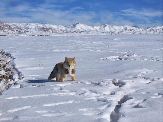 (260114) -- BEIJING, Jan. 14, 2026 (Xinhua) -- A drone photo taken on Dec. 31, 2025 shows a Tibetan fox walking on a snow-covered grassland in Kazak Autonomous County of Aksay, Jiuquan City of northwest China's Gansu Province.
  China enters its coldest season in the eleventh month of the Chinese lunar calendar. 
  Urbanization and modern agriculture have weakened the impact of solar terms on daily life, but cultural and dietary habits have been passed down from generation to generation. (Photo by Gao Hongshan/Xinhua)
