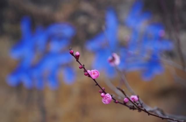 (260114) -- BEIJING, Jan. 14, 2026 (Xinhua) -- This photo taken on Jan. 11, 2026 shows plum flowers at a park in Kunming City, southwest China's Yunnan Province.
  China enters its coldest season in the eleventh month of the Chinese lunar calendar. 
  Urbanization and modern agriculture have weakened the impact of solar terms on daily life, but cultural and dietary habits have been passed down from generation to generation. (Photo by Liang Zhiqiang/Xinhua)