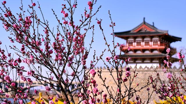 (260114) -- BEIJING, Jan. 14, 2026 (Xinhua) -- This photo taken on Jan. 6, 2026 shows plum flowers seen in Luoyang City, central China's Henan Province.
  China enters its coldest season in the eleventh month of the Chinese lunar calendar. 
  Urbanization and modern agriculture have weakened the impact of solar terms on daily life, but cultural and dietary habits have been passed down from generation to generation. (Photo by Gao Shanyue/Xinhua)