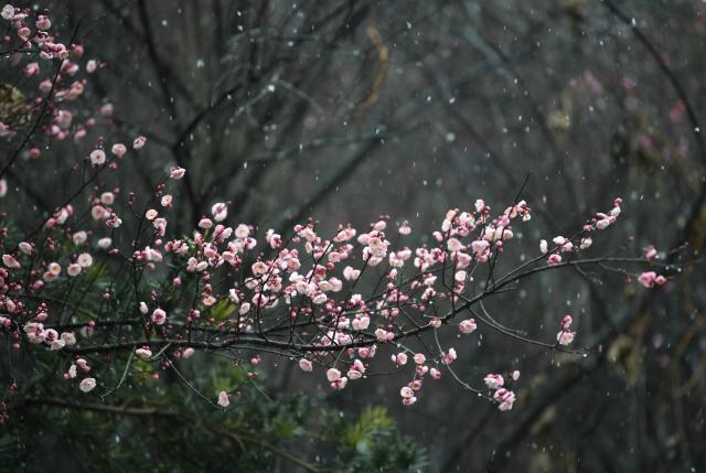 (260114) -- BEIJING, Jan. 14, 2026 (Xinhua) -- This photo taken on Dec. 31, 2025 shows plum flowers in snowfall at a park in Xiangyang City, central China's Hubei Province.
  China enters its coldest season in the eleventh month of the Chinese lunar calendar. 
  Urbanization and modern agriculture have weakened the impact of solar terms on daily life, but cultural and dietary habits have been passed down from generation to generation. (Photo by Chen Quanlin/Xinhua)