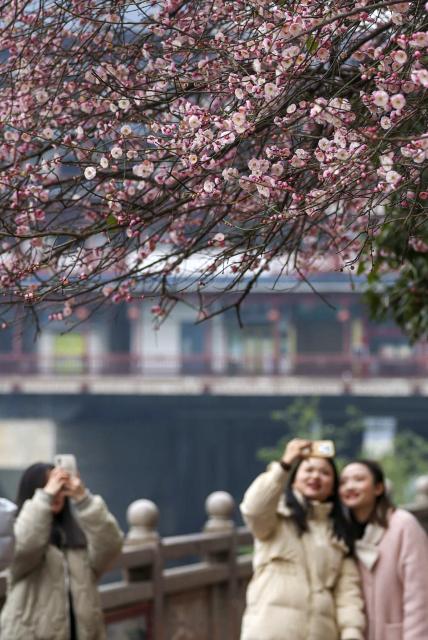 (260114) -- BEIJING, Jan. 14, 2026 (Xinhua) -- This photo taken on Jan. 5, 2026 shows people taking photos of plum flowers in Yuping Dong Autonomous County, Tongren City of southwest China's Guizhou Province.
  China enters its coldest season in the eleventh month of the Chinese lunar calendar. 
  Urbanization and modern agriculture have weakened the impact of solar terms on daily life, but cultural and dietary habits have been passed down from generation to generation. (Photo by Hu Panxue/Xinhua)