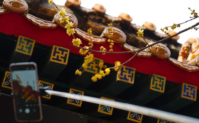 (260114) -- BEIJING, Jan. 14, 2026 (Xinhua) -- This photo taken on Jan. 5, 2026 shows a visitor taking photos of wintersweet at an ancient courtyard in Shijiazhuang City, north China's Hebei Province.
  China enters its coldest season in the eleventh month of the Chinese lunar calendar. 
  Urbanization and modern agriculture have weakened the impact of solar terms on daily life, but cultural and dietary habits have been passed down from generation to generation. (Photo by Yan Zhiguo/Xinhua)
