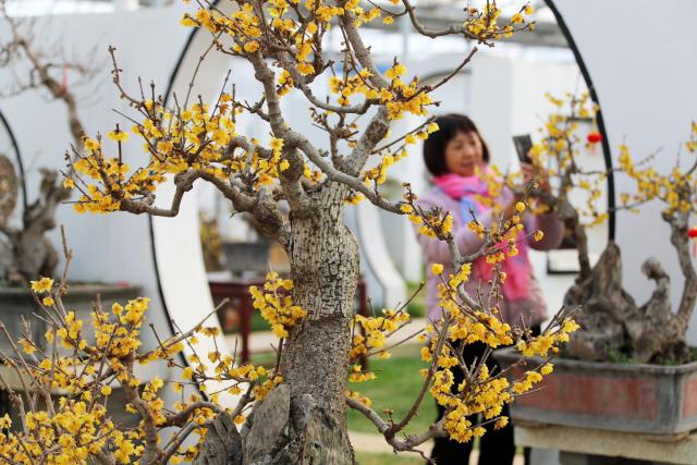 (260114) -- BEIJING, Jan. 14, 2026 (Xinhua) -- This photo taken on Jan. 1, 2026 shows a visitor taking photos of wintersweet at a garden in Yanling County, Xuchang City of central China's Henan Province.
  China enters its coldest season in the eleventh month of the Chinese lunar calendar. 
  Urbanization and modern agriculture have weakened the impact of solar terms on daily life, but cultural and dietary habits have been passed down from generation to generation. (Photo by Niu Shupei/Xinhua)