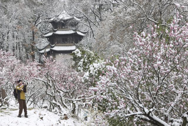 (260114) -- BEIJING, Jan. 14, 2026 (Xinhua) -- This photo taken on Jan. 1, 2026 shows a visitor taking photos of plum flowers after snowfall at Gulongzhong scenic spot in Xiangyang, central China's Hubei Province.
  China enters its coldest season in the eleventh month of the Chinese lunar calendar. 
  Urbanization and modern agriculture have weakened the impact of solar terms on daily life, but cultural and dietary habits have been passed down from generation to generation. (Photo by Wang Hu/Xinhua)