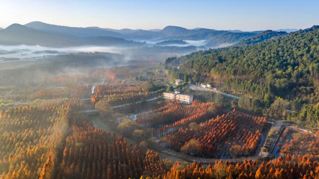 (260114) -- KUNMING, Jan. 14, 2026 (Xinhua) -- An aerial drone photo taken on Jan. 14, 2026 shows a dawn redwood wetland in Panlong District, Kunming, southwest China's Yunnan Province. (Xinhua/Hu Chao)