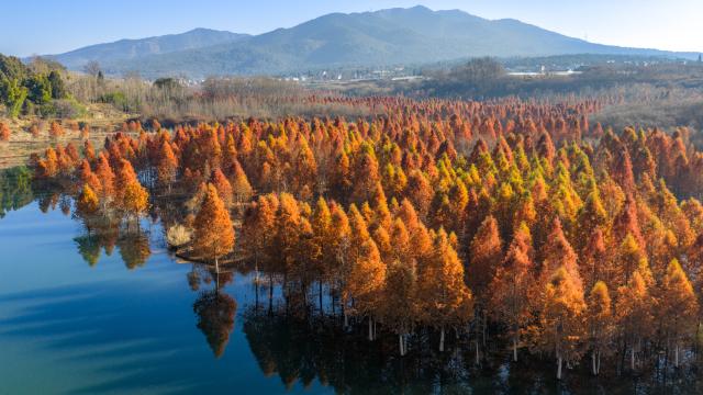 (260114) -- KUNMING, Jan. 14, 2026 (Xinhua) -- An aerial drone photo taken on Jan. 14, 2026 shows a dawn redwood wetland in Panlong District, Kunming, southwest China's Yunnan Province. (Xinhua/Hu Chao)