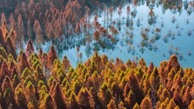 (260114) -- KUNMING, Jan. 14, 2026 (Xinhua) -- An aerial drone photo taken on Jan. 14, 2026 shows a dawn redwood wetland in Panlong District, Kunming, southwest China's Yunnan Province. (Xinhua/Hu Chao)