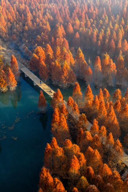 (260114) -- KUNMING, Jan. 14, 2026 (Xinhua) -- An aerial drone photo taken on Jan. 14, 2026 shows a dawn redwood wetland in Panlong District, Kunming, southwest China's Yunnan Province. (Xinhua/Hu Chao)