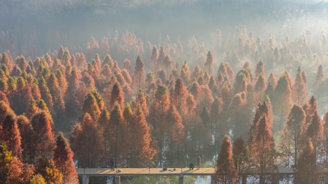(260115) -- BEIJING, Jan. 15, 2026 (Xinhua) -- An aerial drone photo taken on Jan. 14, 2026 shows a redwood wetland at dawn in Panlong District, Kunming, southwest China's Yunnan Province. (Xinhua/Hu Chao)