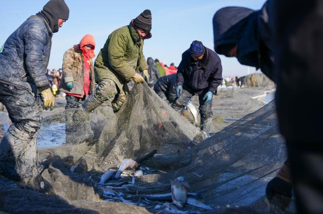(260115) -- CHANGCHUN, Jan. 15, 2026 (Xinhua) -- Fishermen sort out fish caught in the ice-covered Chagan Lake in northeast China's Jilin Province, Jan. 8, 2026. (Xinhua/Yan Linyun)