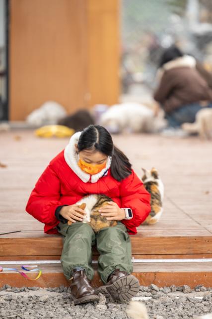 (260115) -- CHONGQING, Jan. 15, 2026 (Xinhua) -- A visitor interacts with a cat at a cat-themed park in Nan'an District, southwest China's Chongqing, Jan. 14, 2026. Since 2025, a vacant lot along the Yangtze River in Chongqing's Nan'an District has been transformed into a cat-themed park. Covering 30,000 square meters, the park serves as a sanctuary for abandoned or injured stray cats.
   After receiving medical treatment and vaccinations, healthy cats roam freely in open areas to interact with visitors, while those with disabilities receive attention in a designated care zone. To ensure safety, the park is staffed by over 40 professionals, including veterinarians and caretakers, who conduct daily health checks and guide visitors on proper interaction. So far the sanctuary has rescued over 600 stray cats. Since opening to the public in early January, more than 50 cats have found their new homes. (Xinhua/Huang Wei)