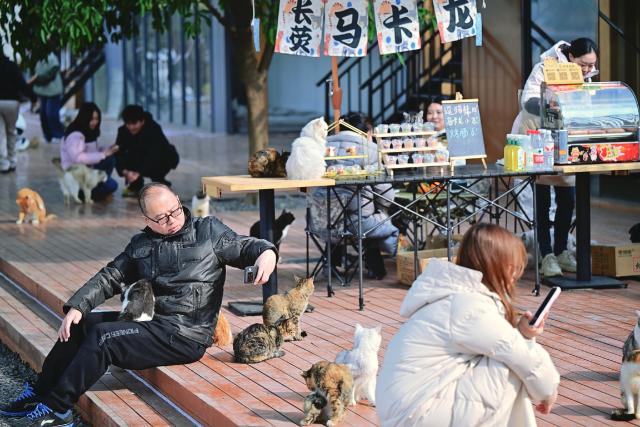 (260115) -- CHONGQING, Jan. 15, 2026 (Xinhua) -- Visitors interact with cats at a cat-themed park in Nan'an District, southwest China's Chongqing, Jan. 5, 2026. Since 2025, a vacant lot along the Yangtze River in Chongqing's Nan'an District has been transformed into a cat-themed park. Covering 30,000 square meters, the park serves as a sanctuary for abandoned or injured stray cats.
   After receiving medical treatment and vaccinations, healthy cats roam freely in open areas to interact with visitors, while those with disabilities receive attention in a designated care zone. To ensure safety, the park is staffed by over 40 professionals, including veterinarians and caretakers, who conduct daily health checks and guide visitors on proper interaction. So far the sanctuary has rescued over 600 stray cats. Since opening to the public in early January, more than 50 cats have found their new homes. (Photo by Guo Xu/Xinhua)
