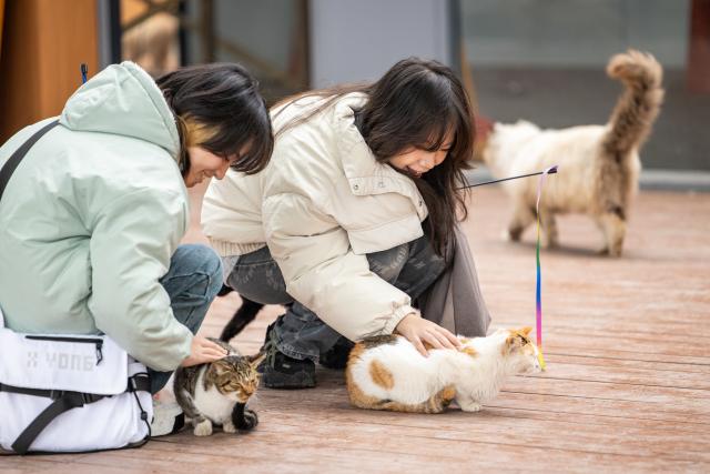 (260115) -- CHONGQING, Jan. 15, 2026 (Xinhua) -- Visitors interact with cats at a cat-themed park in Nan'an District, southwest China's Chongqing, Jan. 14, 2026. Since 2025, a vacant lot along the Yangtze River in Chongqing's Nan'an District has been transformed into a cat-themed park. Covering 30,000 square meters, the park serves as a sanctuary for abandoned or injured stray cats.
   After receiving medical treatment and vaccinations, healthy cats roam freely in open areas to interact with visitors, while those with disabilities receive attention in a designated care zone. To ensure safety, the park is staffed by over 40 professionals, including veterinarians and caretakers, who conduct daily health checks and guide visitors on proper interaction. So far the sanctuary has rescued over 600 stray cats. Since opening to the public in early January, more than 50 cats have found their new homes. (Xinhua/Huang Wei)