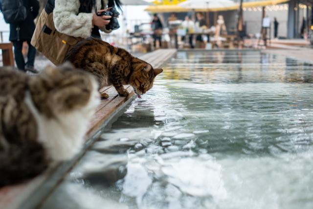 (260115) -- CHONGQING, Jan. 15, 2026 (Xinhua) -- A cat laps water from a flowing water feature at a cat-themed park in Nan'an District, southwest China's Chongqing, Jan. 14, 2026. Since 2025, a vacant lot along the Yangtze River in Chongqing's Nan'an District has been transformed into a cat-themed park. Covering 30,000 square meters, the park serves as a sanctuary for abandoned or injured stray cats.
   After receiving medical treatment and vaccinations, healthy cats roam freely in open areas to interact with visitors, while those with disabilities receive attention in a designated care zone. To ensure safety, the park is staffed by over 40 professionals, including veterinarians and caretakers, who conduct daily health checks and guide visitors on proper interaction. So far the sanctuary has rescued over 600 stray cats. Since opening to the public in early January, more than 50 cats have found their new homes. (Xinhua/Huang Wei)