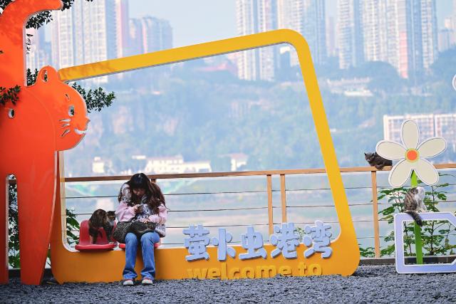 (260115) -- CHONGQING, Jan. 15, 2026 (Xinhua) -- A visitor interacts with cats at a cat-themed park in Nan'an District, southwest China's Chongqing, Jan. 5, 2026. Since 2025, a vacant lot along the Yangtze River in Chongqing's Nan'an District has been transformed into a cat-themed park. Covering 30,000 square meters, the park serves as a sanctuary for abandoned or injured stray cats.
   After receiving medical treatment and vaccinations, healthy cats roam freely in open areas to interact with visitors, while those with disabilities receive attention in a designated care zone. To ensure safety, the park is staffed by over 40 professionals, including veterinarians and caretakers, who conduct daily health checks and guide visitors on proper interaction. So far the sanctuary has rescued over 600 stray cats. Since opening to the public in early January, more than 50 cats have found their new homes. (Photo by Guo Xu/Xinhua)