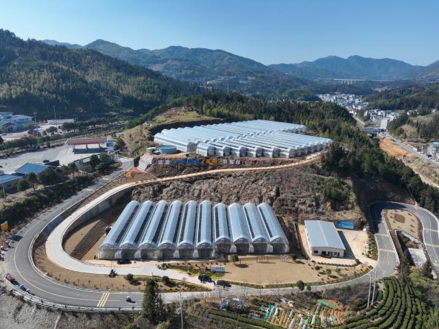 (260115) -- ZHOUNING, Jan. 15, 2026 (Xinhua) -- This aerial drone photo taken on Jan. 15, 2026 shows flower greenhouses in Qibu Township of Zhouning County, southeast China's Fujian Province. With the approach of the Spring Festival, the market for high-altitude, cold-tolerant flowers has been steadily heating up. Inside the greenhouses of various flower enterprises, flowers in Zhouning County are blooming in full swing. Workers are busy with picking, pruning, shaping, and packaging to ensure sufficient market supply during the holiday season.
Relying on its unique alpine cool climate and superior natural environment, Zhouning County has vigorously developed the high-altitude, cold-tolerant flower industry in recent years. (Xinhua/Jiang Kehong)