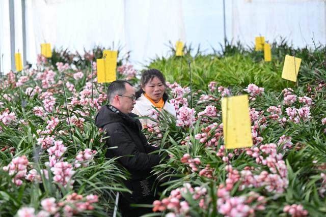(260115) -- ZHOUNING, Jan. 15, 2026 (Xinhua) -- A corporate staff and a local flower industry administration official check the conditions of cymbidium hybrid orchid at a greenhouse in Puyuan Township of Zhouning County, southeast China's Fujian Province, Jan. 14, 2026. With the approach of the Spring Festival, the market for high-altitude, cold-tolerant flowers has been steadily heating up. Inside the greenhouses of various flower enterprises, flowers in Zhouning County are blooming in full swing. Workers are busy with picking, pruning, shaping, and packaging to ensure sufficient market supply during the holiday season.
Relying on its unique alpine cool climate and superior natural environment, Zhouning County has vigorously developed the high-altitude, cold-tolerant flower industry in recent years. (Xinhua/Jiang Kehong)