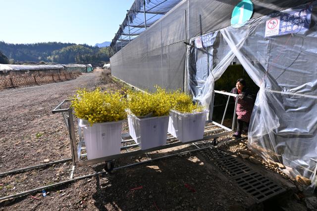 (260115) -- ZHOUNING, Jan. 15, 2026 (Xinhua) -- A staff member transfers oncidium at a greenhouse in Puyuan Township of Zhouning County, southeast China's Fujian Province, Jan. 15, 2026. With the approach of the Spring Festival, the market for high-altitude, cold-tolerant flowers has been steadily heating up. Inside the greenhouses of various flower enterprises, flowers in Zhouning County are blooming in full swing. Workers are busy with picking, pruning, shaping, and packaging to ensure sufficient market supply during the holiday season.
Relying on its unique alpine cool climate and superior natural environment, Zhouning County has vigorously developed the high-altitude, cold-tolerant flower industry in recent years. (Xinhua/Jiang Kehong)