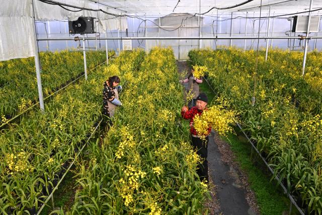 (260115) -- ZHOUNING, Jan. 15, 2026 (Xinhua) -- Staff members work at a greenhouse in Puyuan Township of Zhouning County, southeast China's Fujian Province, Jan. 15, 2026. With the approach of the Spring Festival, the market for high-altitude, cold-tolerant flowers has been steadily heating up. Inside the greenhouses of various flower enterprises, flowers in Zhouning County are blooming in full swing. Workers are busy with picking, pruning, shaping, and packaging to ensure sufficient market supply during the holiday season.
Relying on its unique alpine cool climate and superior natural environment, Zhouning County has vigorously developed the high-altitude, cold-tolerant flower industry in recent years. (Xinhua/Jiang Kehong)