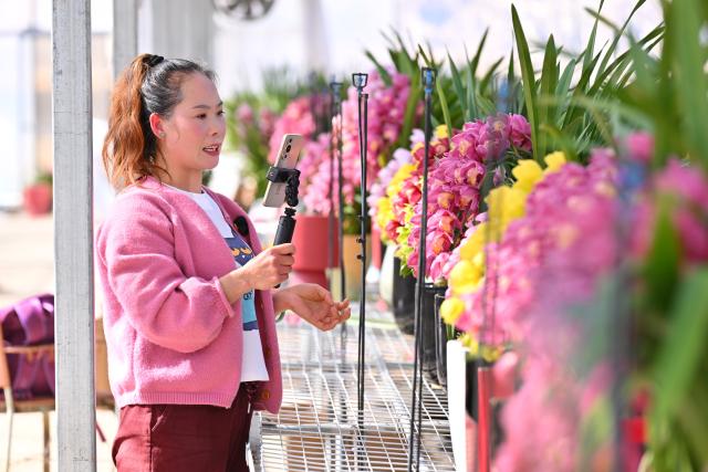 (260115) -- ZHOUNING, Jan. 15, 2026 (Xinhua) -- A staff member introduces cymbidium hybrid orchid potted plants via livestream at a greenhouse in Qibu Township of Zhouning County, southeast China's Fujian Province, Jan. 15, 2026. With the approach of the Spring Festival, the market for high-altitude, cold-tolerant flowers has been steadily heating up. Inside the greenhouses of various flower enterprises, flowers in Zhouning County are blooming in full swing. Workers are busy with picking, pruning, shaping, and packaging to ensure sufficient market supply during the holiday season.
Relying on its unique alpine cool climate and superior natural environment, Zhouning County has vigorously developed the high-altitude, cold-tolerant flower industry in recent years. (Xinhua/Jiang Kehong)