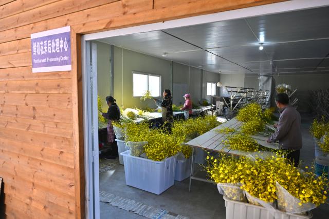 (260115) -- ZHOUNING, Jan. 15, 2026 (Xinhua) -- Staff members sort and pack oncidium in Puyuan Township of Zhouning County, southeast China's Fujian Province, Jan. 15, 2026. With the approach of the Spring Festival, the market for high-altitude, cold-tolerant flowers has been steadily heating up. Inside the greenhouses of various flower enterprises, flowers in Zhouning County are blooming in full swing. Workers are busy with picking, pruning, shaping, and packaging to ensure sufficient market supply during the holiday season.
Relying on its unique alpine cool climate and superior natural environment, Zhouning County has vigorously developed the high-altitude, cold-tolerant flower industry in recent years. (Xinhua/Jiang Kehong)