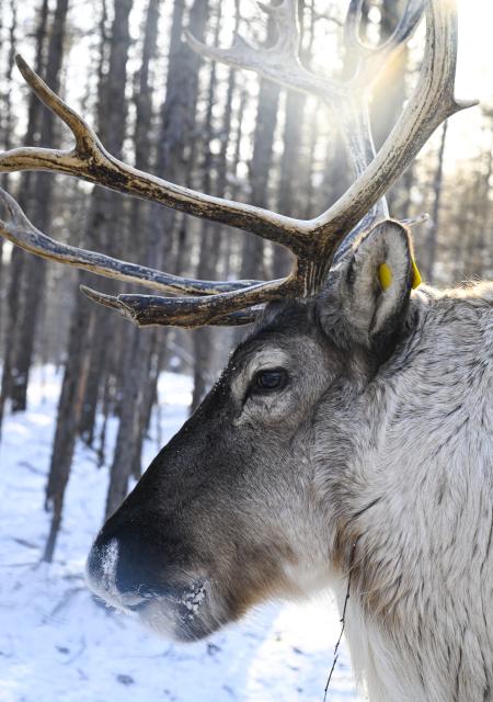(260116) -- GENHE, Jan. 16, 2026 (Xinhua) -- This photo taken on Jan. 15, 2026 shows a reindeer at a scenic spot in Aoluguya Ewenki Township in Genhe, north China's Inner Mongolia Autonomous Region. (Xinhua/Xu Jiayi)
