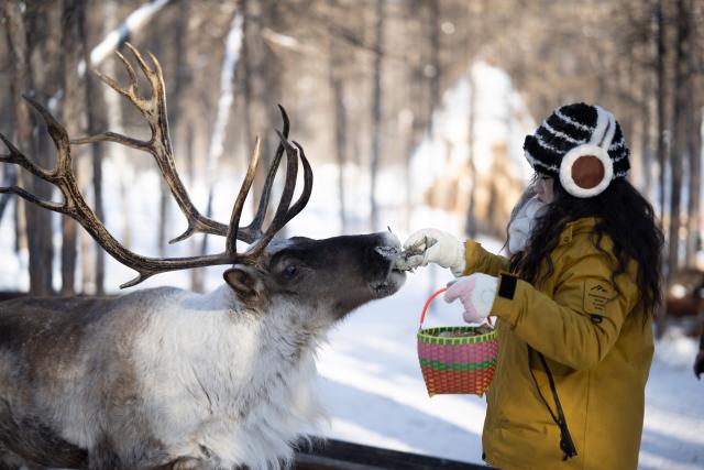 (260116) -- GENHE, Jan. 16, 2026 (Xinhua) -- A tourist feeds a reindeer in Aoluguya Ewenki Township, Genhe, north China's Inner Mongolia Autonomous Region, Jan. 15, 2026. (Xinhua/Lian Zhen)