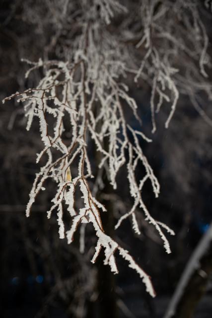 (260116) -- ALMATY, Jan. 16, 2026 (Xinhua) -- Photo taken on Jan. 16, 2026 shows the rime scenery in downtown Almaty, Kazakhstan. (Xinhua/Li Renzi)