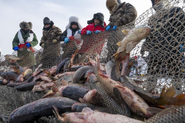 (260117) -- HARBIN, Jan. 17, 2026 (Xinhua) -- Fishermen haul a fishing net out of the frozen surface of the lake during the 2026 Xingkai Lake winter fishing festival at Xingkai Lake in northeast China's Heilongjiang Province, Jan. 17, 2026. The festival was kicked off on Saturday on the shore of Xingkai Lake, a boundary lake between China and Russia, presenting a fully-integrated immersive experience in folk arts, sports and amusements for visitors. (Xinhua/Zhang Tao)